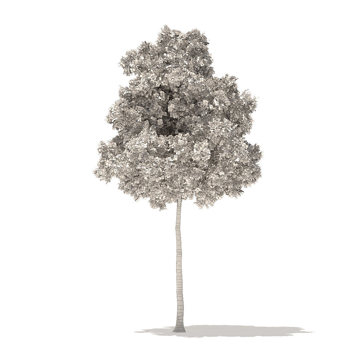 American Elm 7m 3D model_4