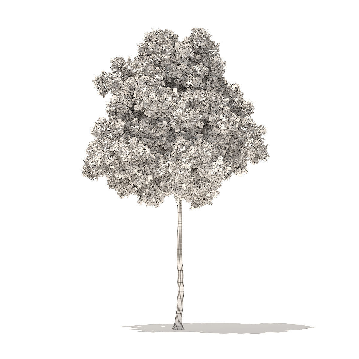 American Elm 7m 3D model_3