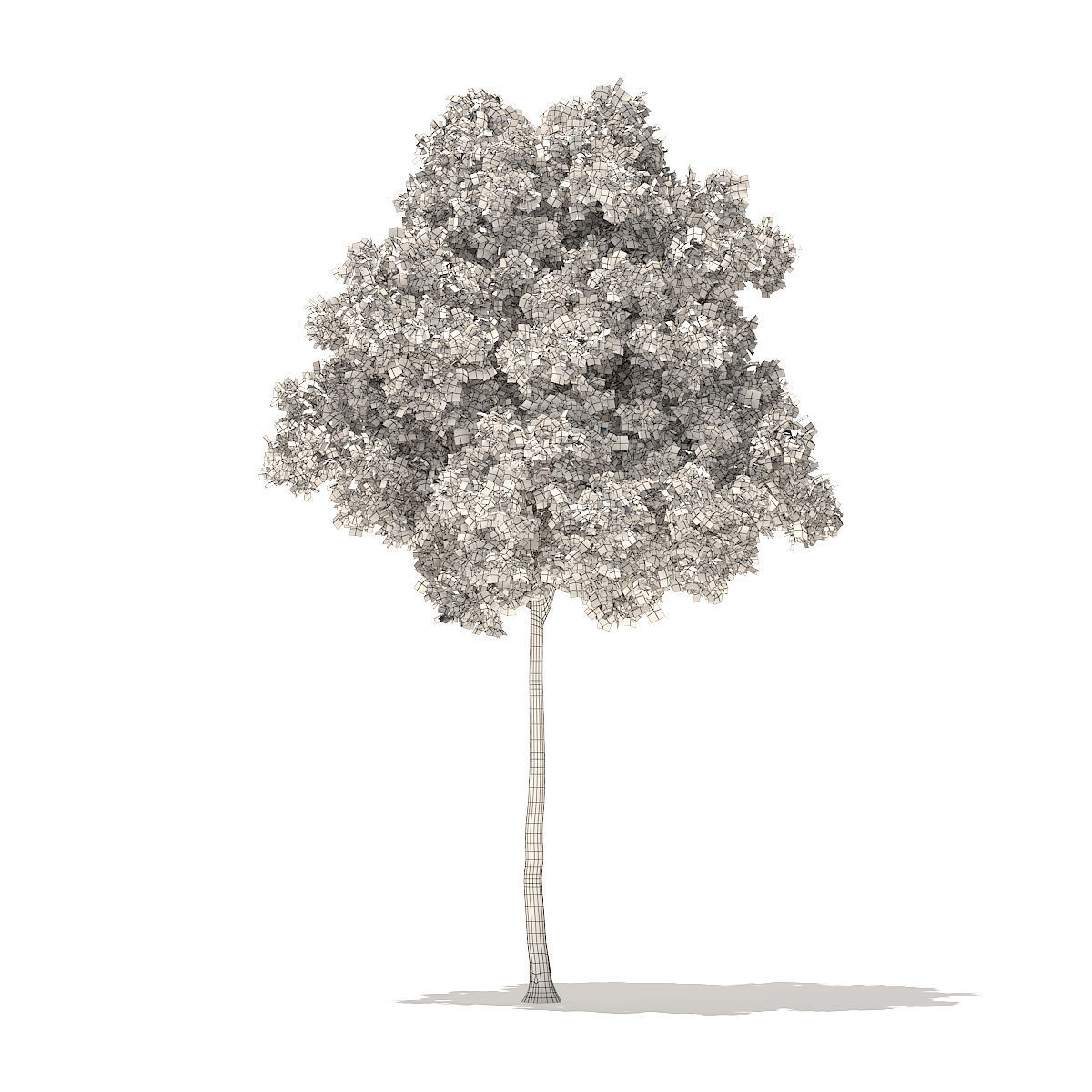 American Elm 7m 3D model_5