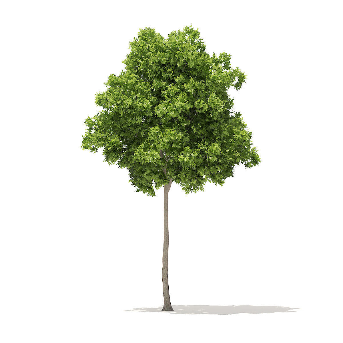 American Elm 7m 3D model_2