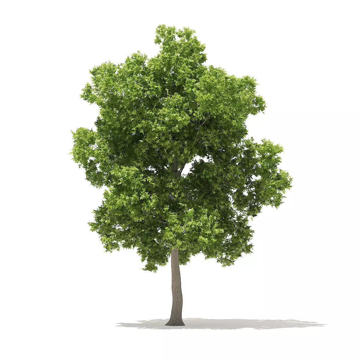 American Elm 8point5m 3D model