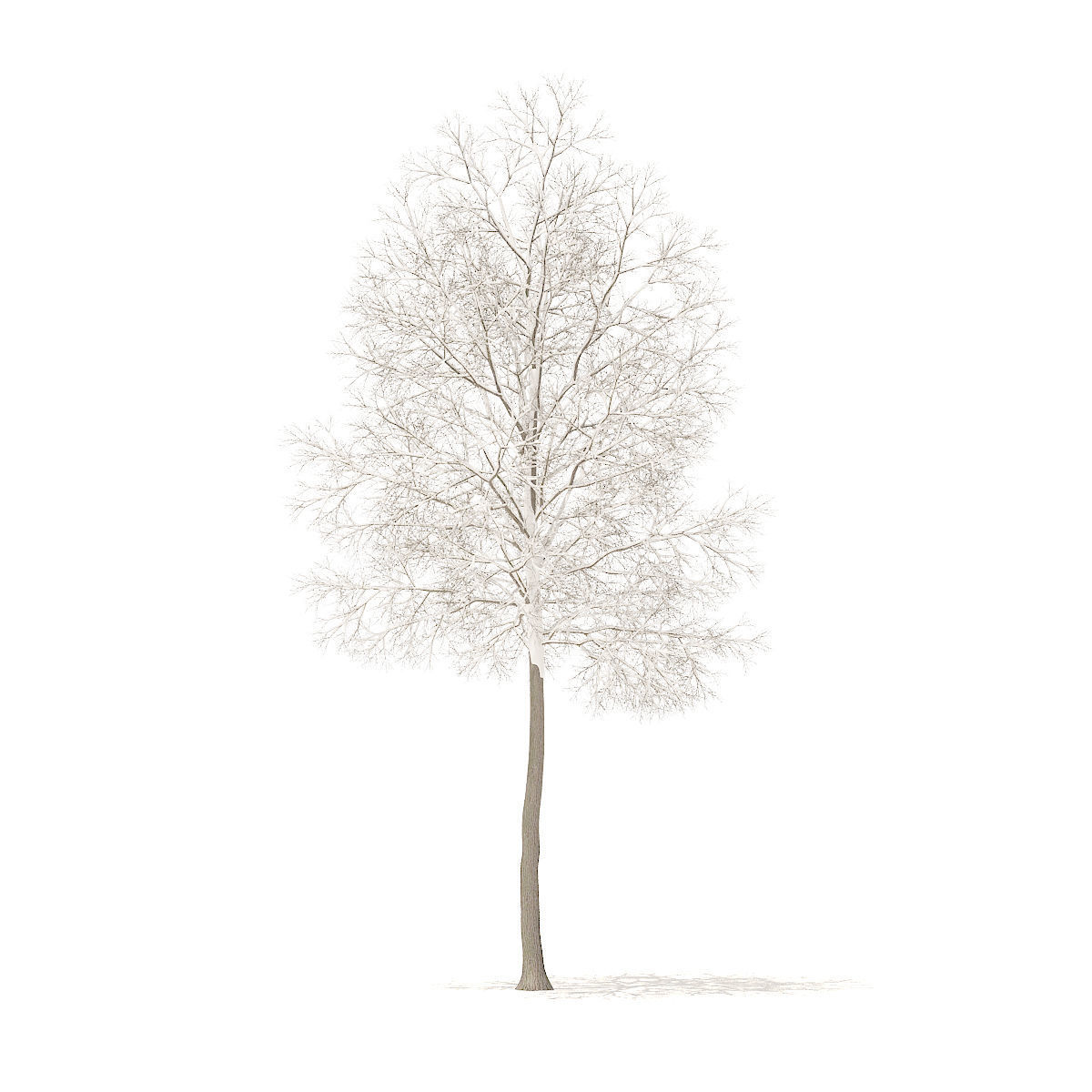 American Elm with Snow 6point2m 3D model_2
