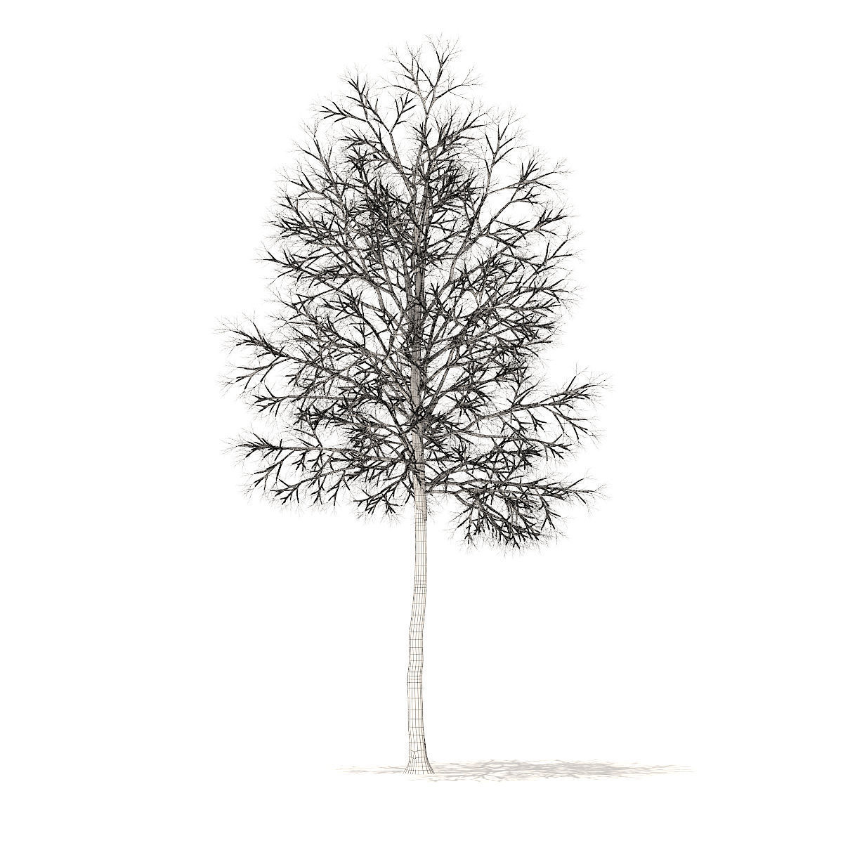American Elm with Snow 6point2m 3D model_5