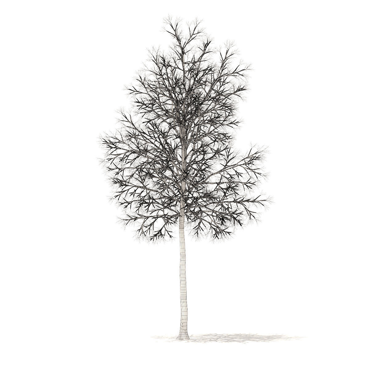 American Elm with Snow 6point2m 3D model_4