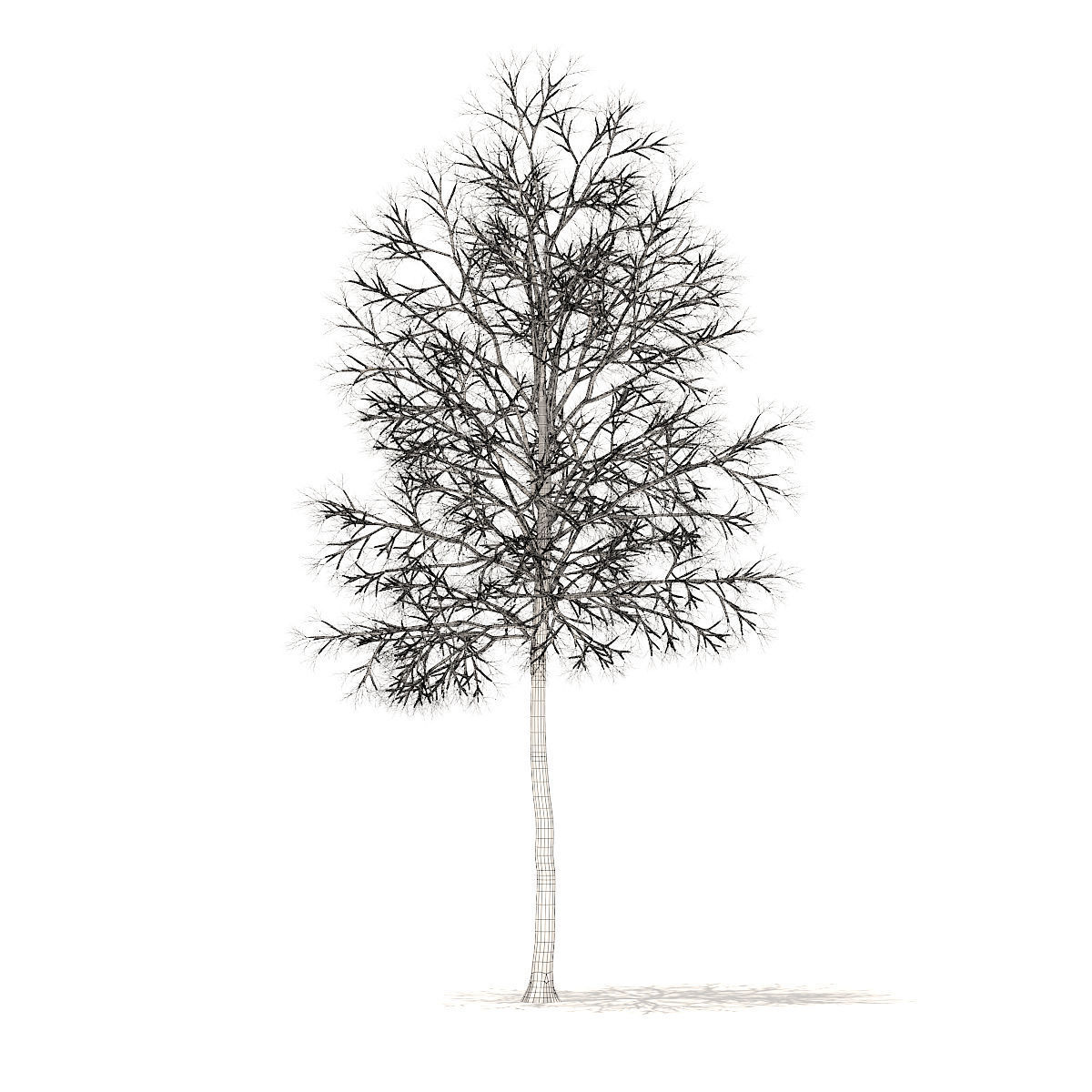 American Elm with Snow 6point2m 3D model_3
