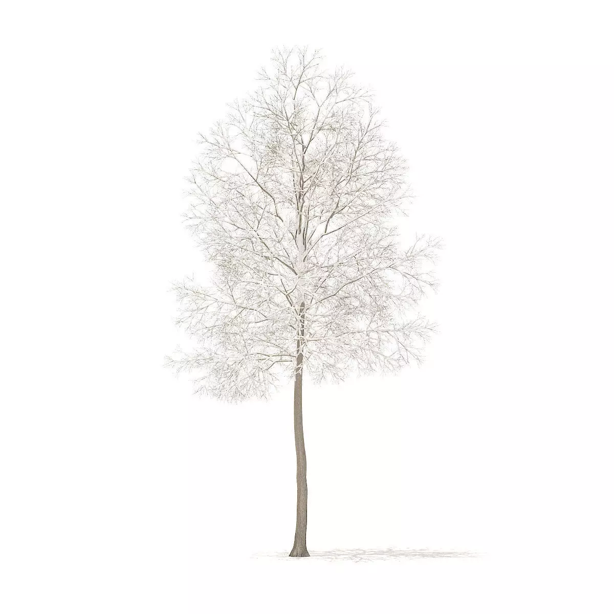 American Elm with Snow 6point2m 3D model_0