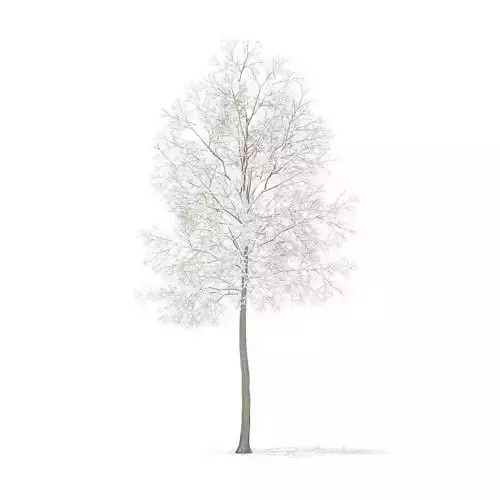 American Elm with Snow 6point2m
