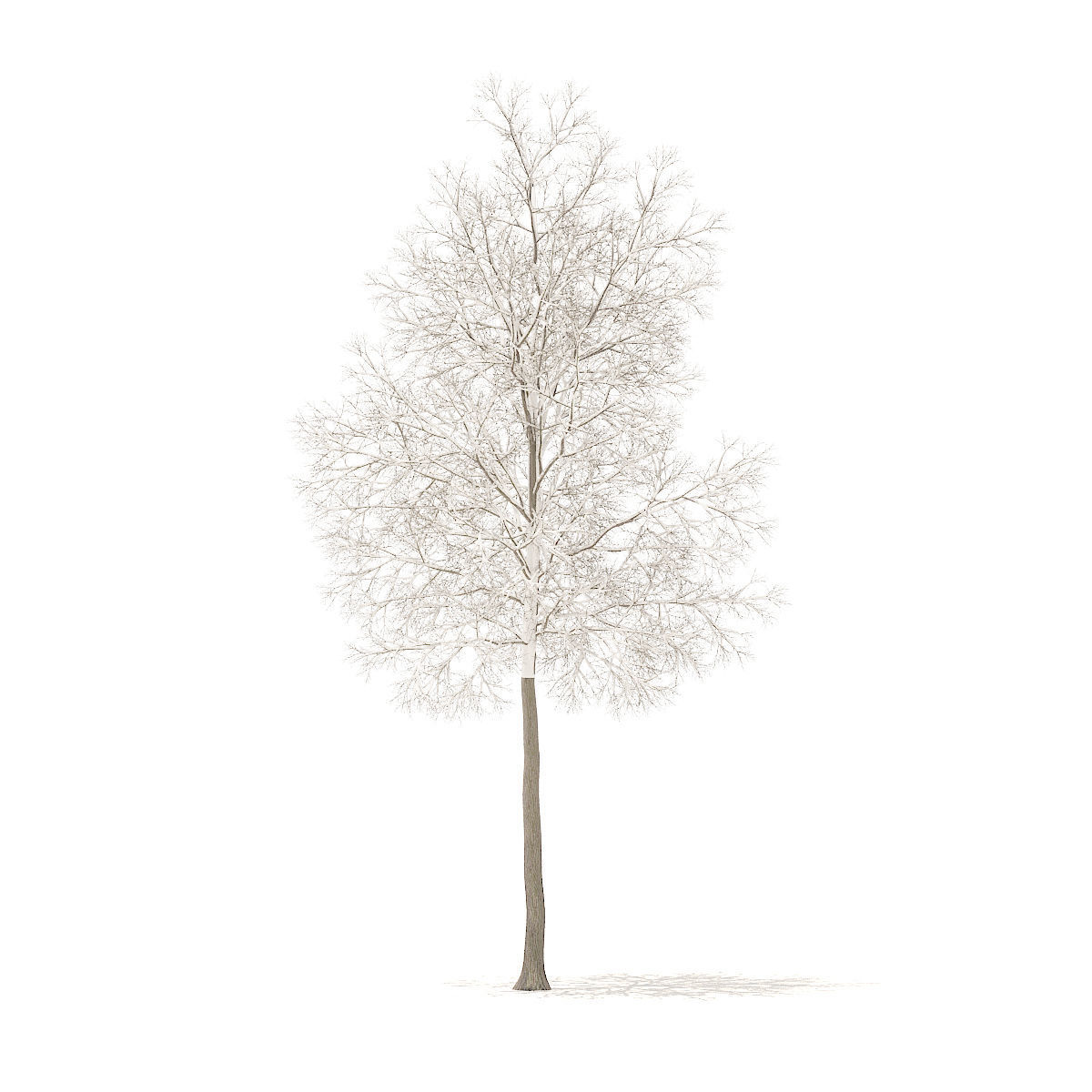 American Elm with Snow 6point2m 3D model_1