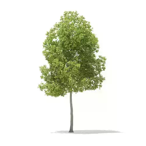 American Elm 6point2m 3D model