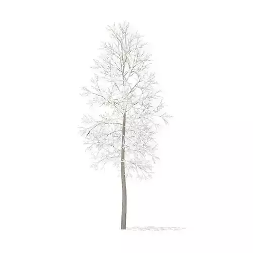 American Elm with Snow 3point3m