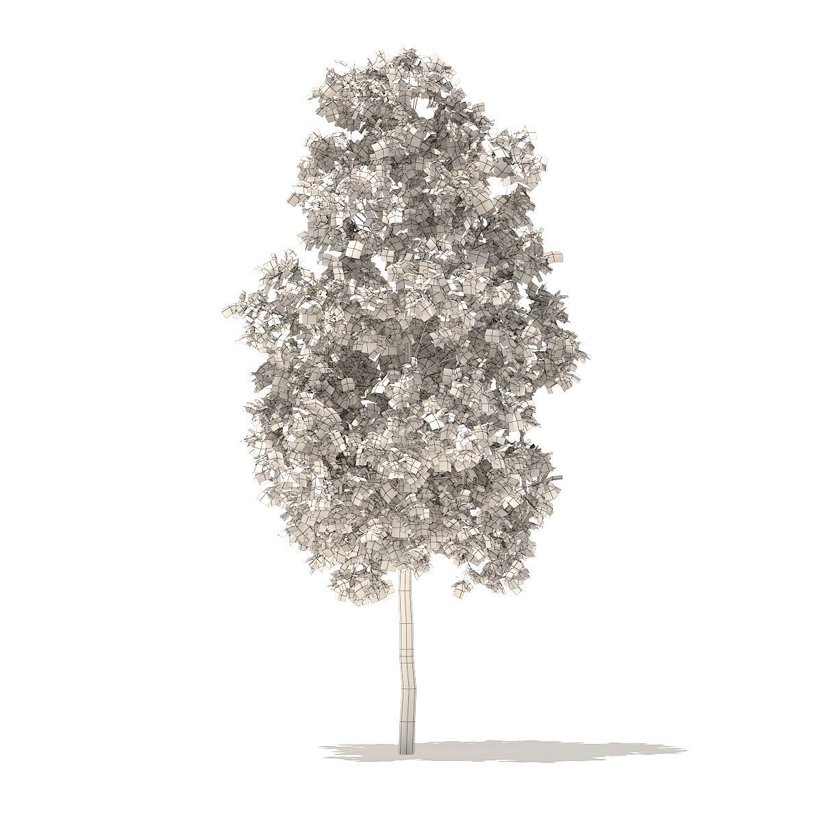 American Elm 3point3m 3D model_4