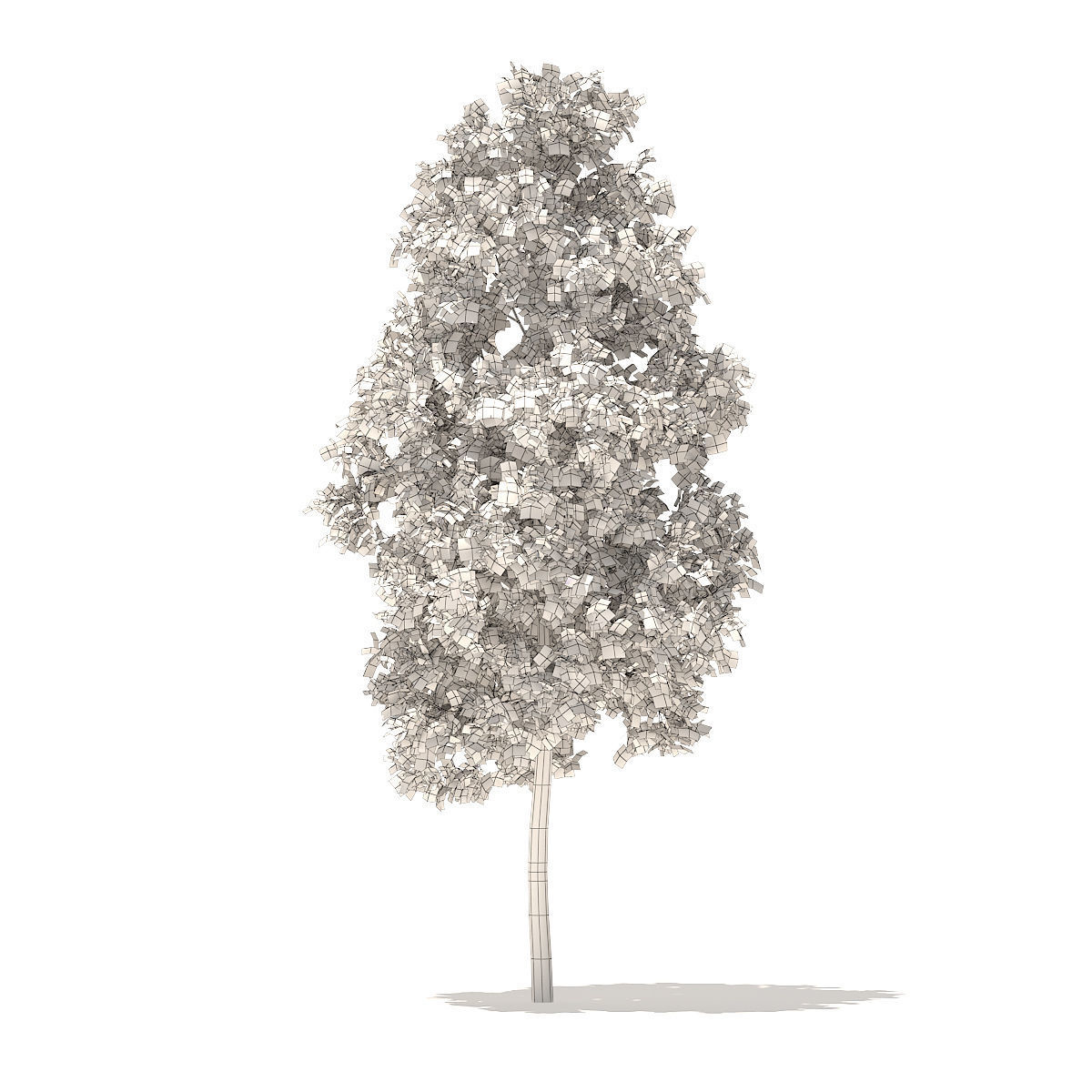 American Elm 3point3m 3D model_5