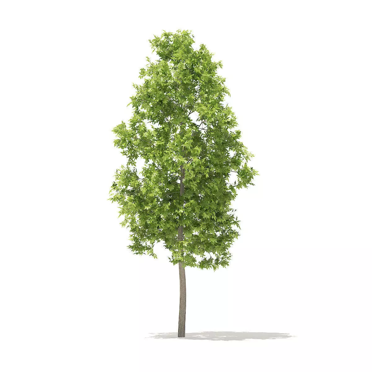 American Elm 3point3m 3D model_0