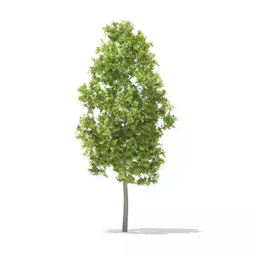 American Elm 3point3m 3D model