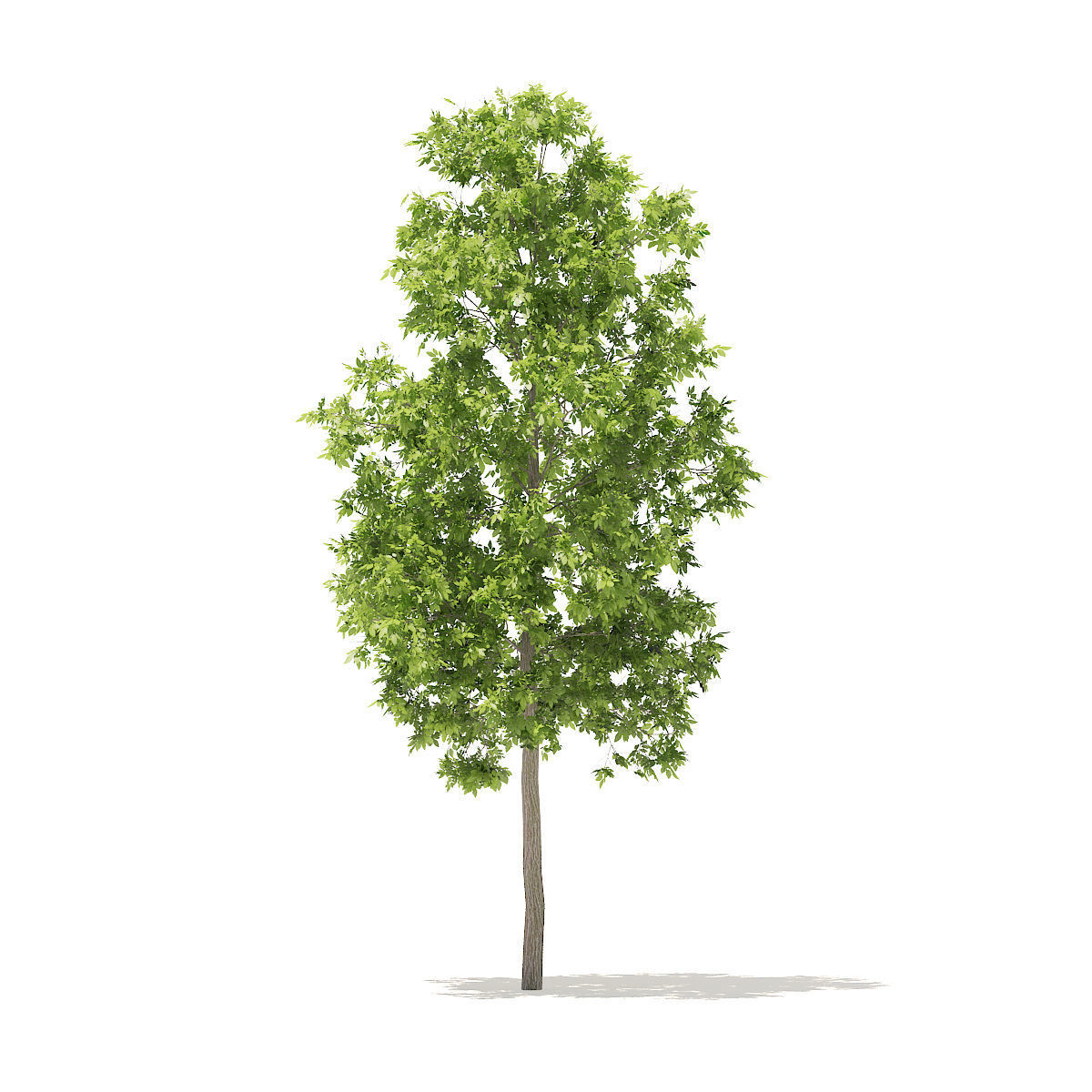 American Elm 3point3m 3D model_1