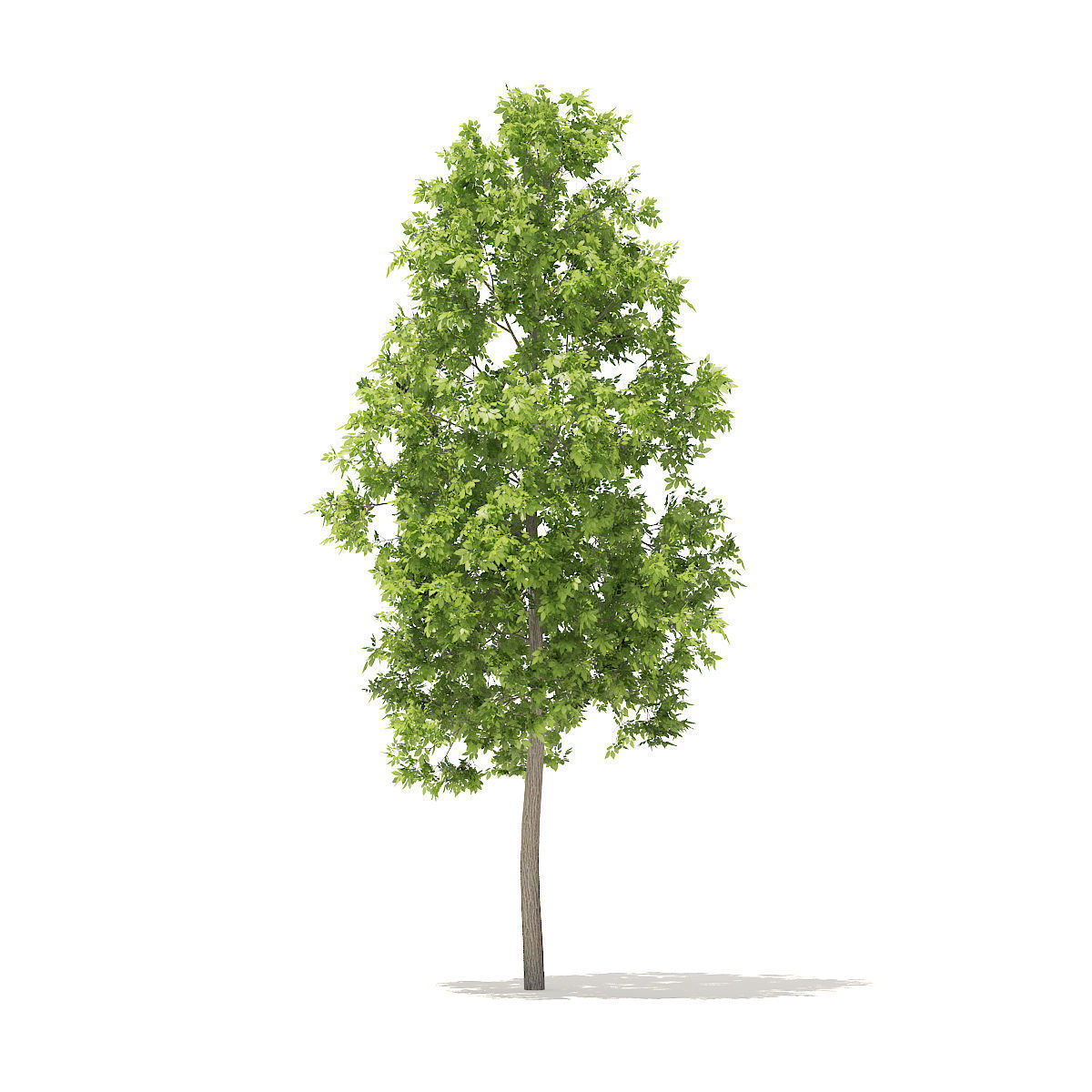 American Elm 3point3m 3D model_2