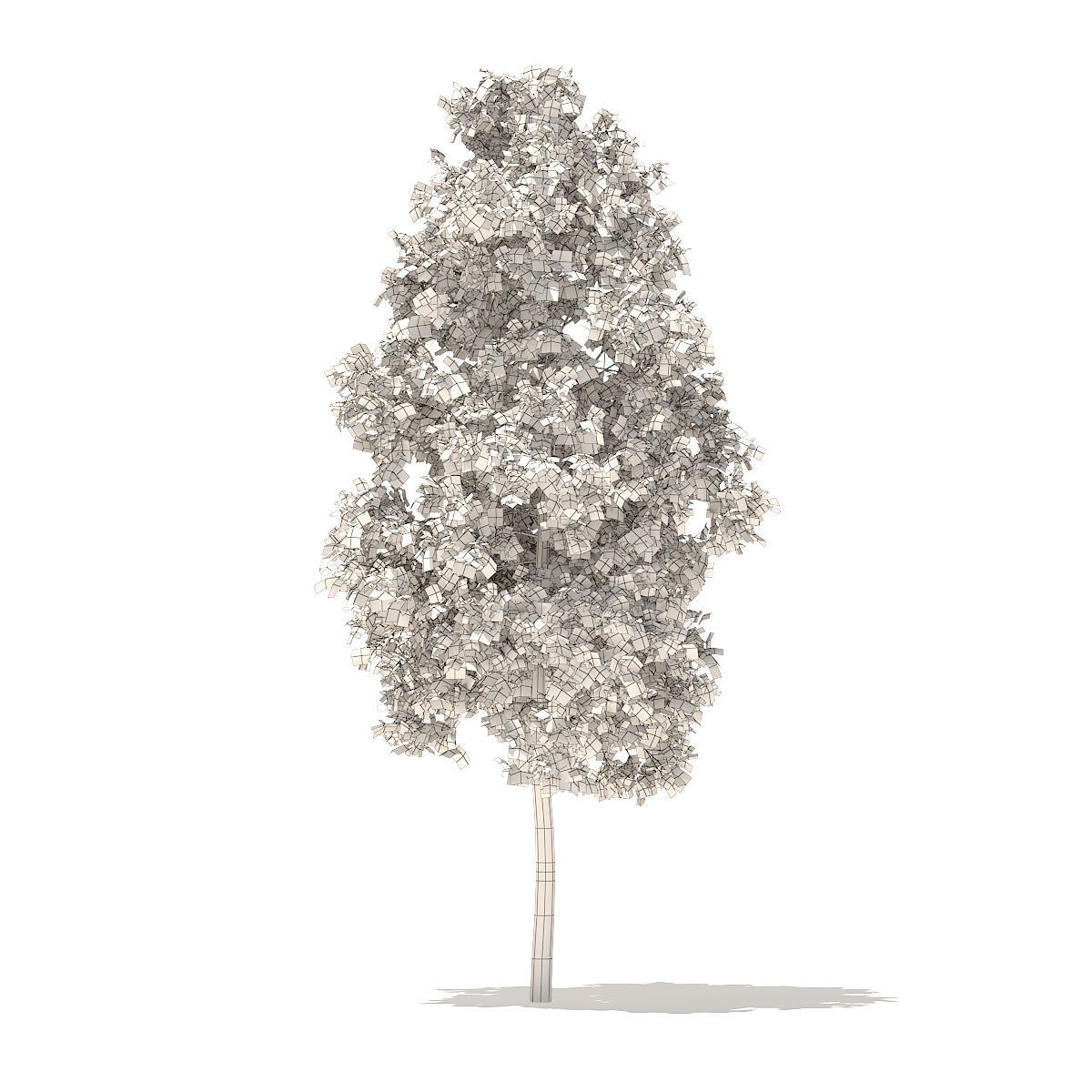 American Elm 3point3m 3D model_3