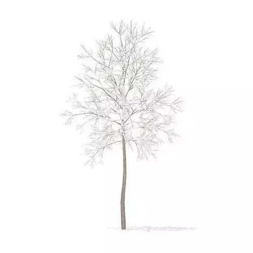 American Elm with Snow 2point2m