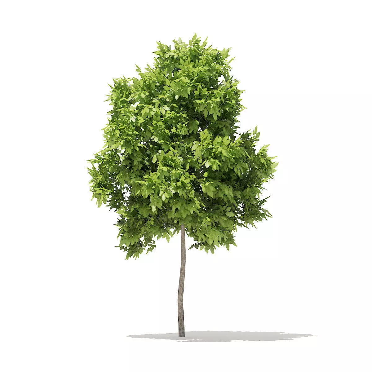 American Elm 2point2m 3D model