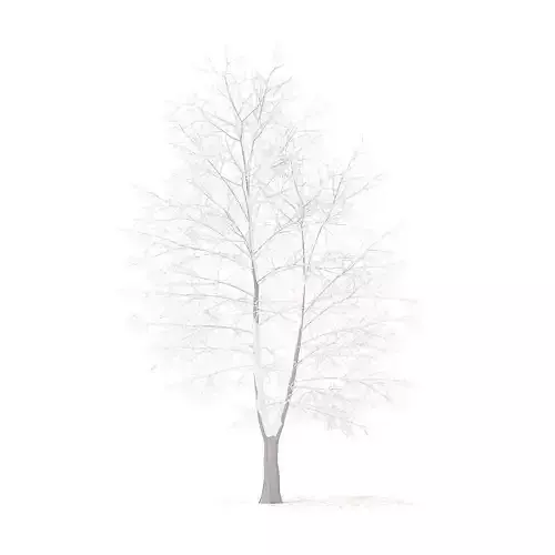 American Sweetgum with Snow 9m