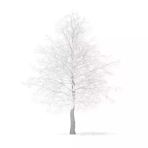 American Sweetgum with Snow 6point3m