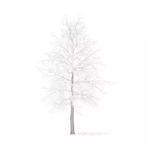 American Sweetgum with Snow 5point4m