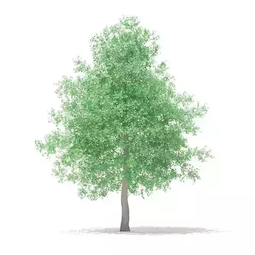 American Sweetgum 6point3m