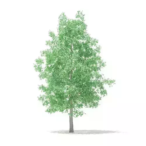 American Sweetgum 5point4m