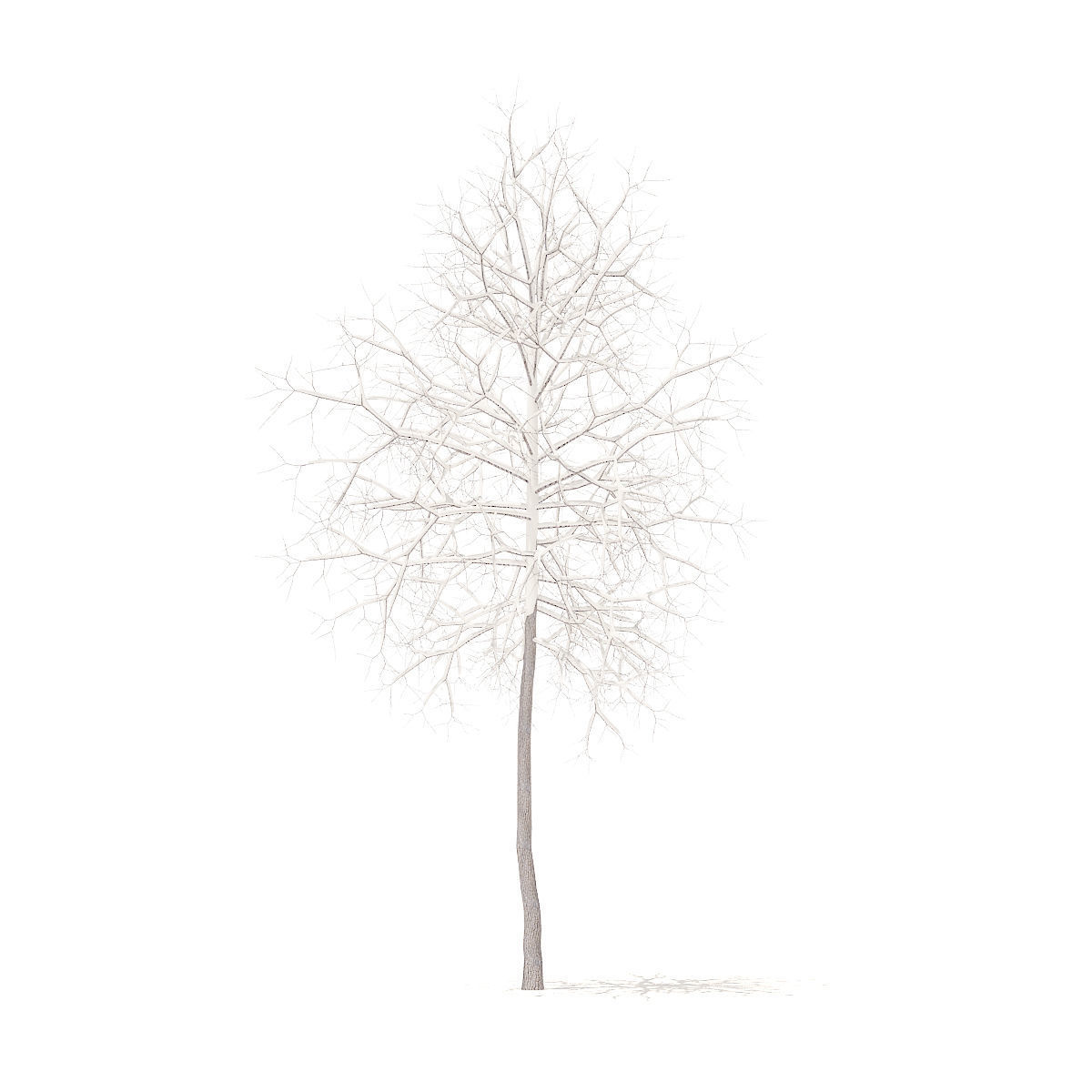 American Sweetgum with Snow 2point9m 3D model_2
