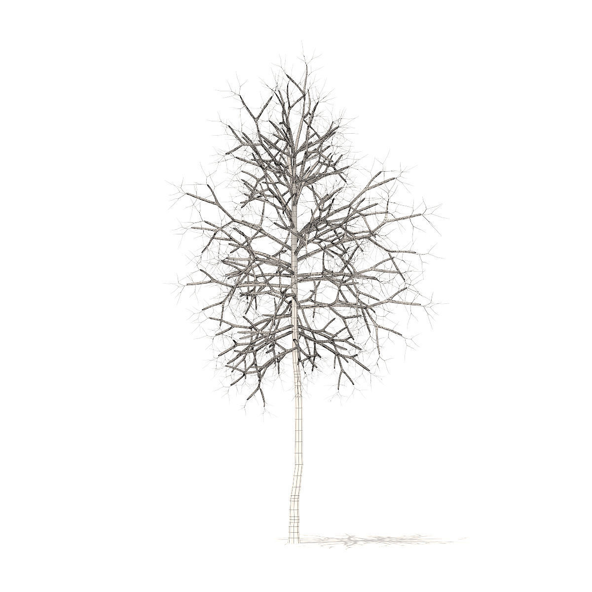 American Sweetgum with Snow 2point9m 3D model_3