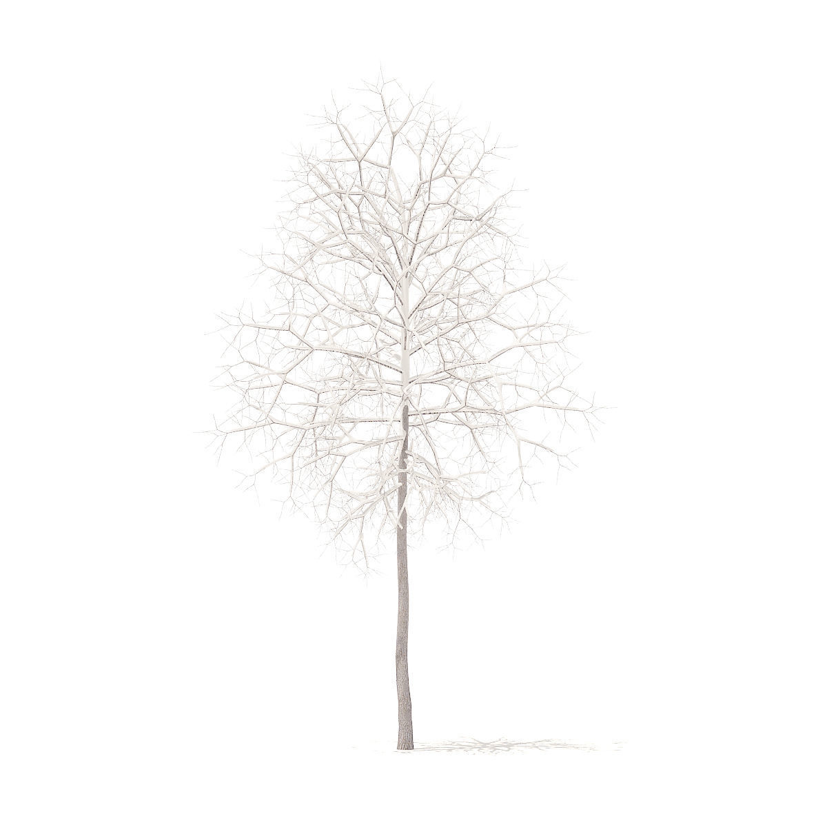 American Sweetgum with Snow 2point9m 3D model_1