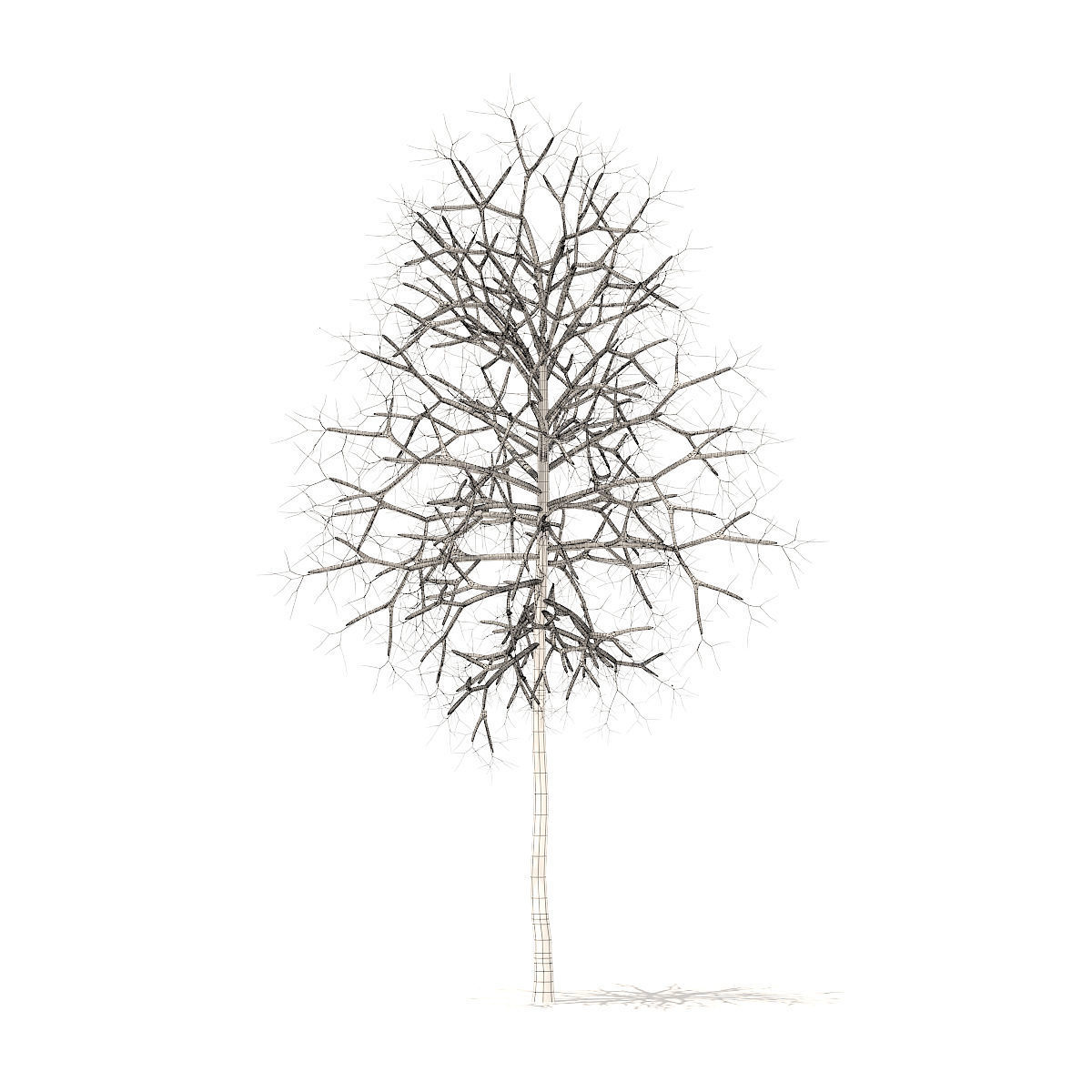 American Sweetgum with Snow 2point9m 3D model_4