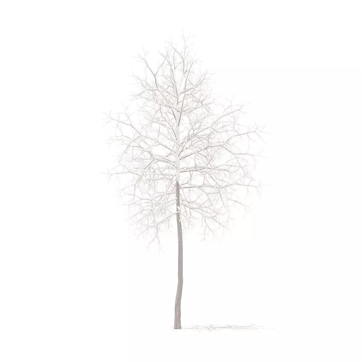 American Sweetgum with Snow 2point9m 3D model_0
