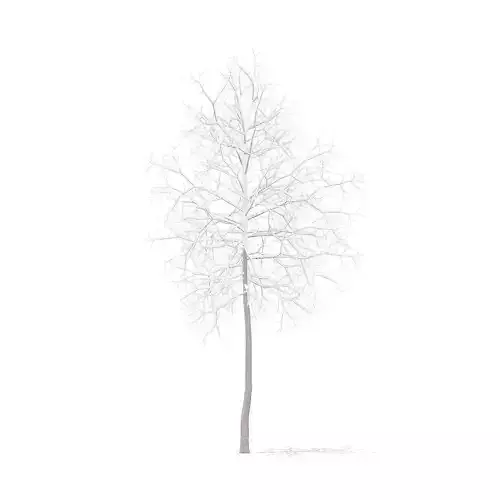 American Sweetgum with Snow 2point9m
