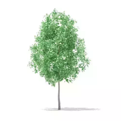 American Sweetgum 2point9m