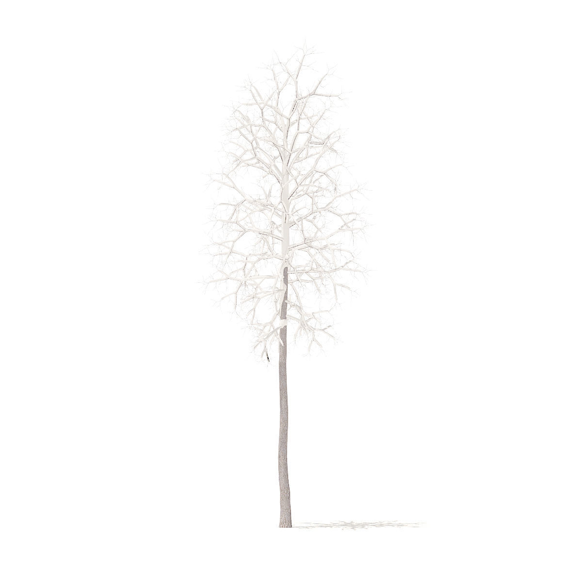 American Sweetgum with Snow 2point3m 3D model_2