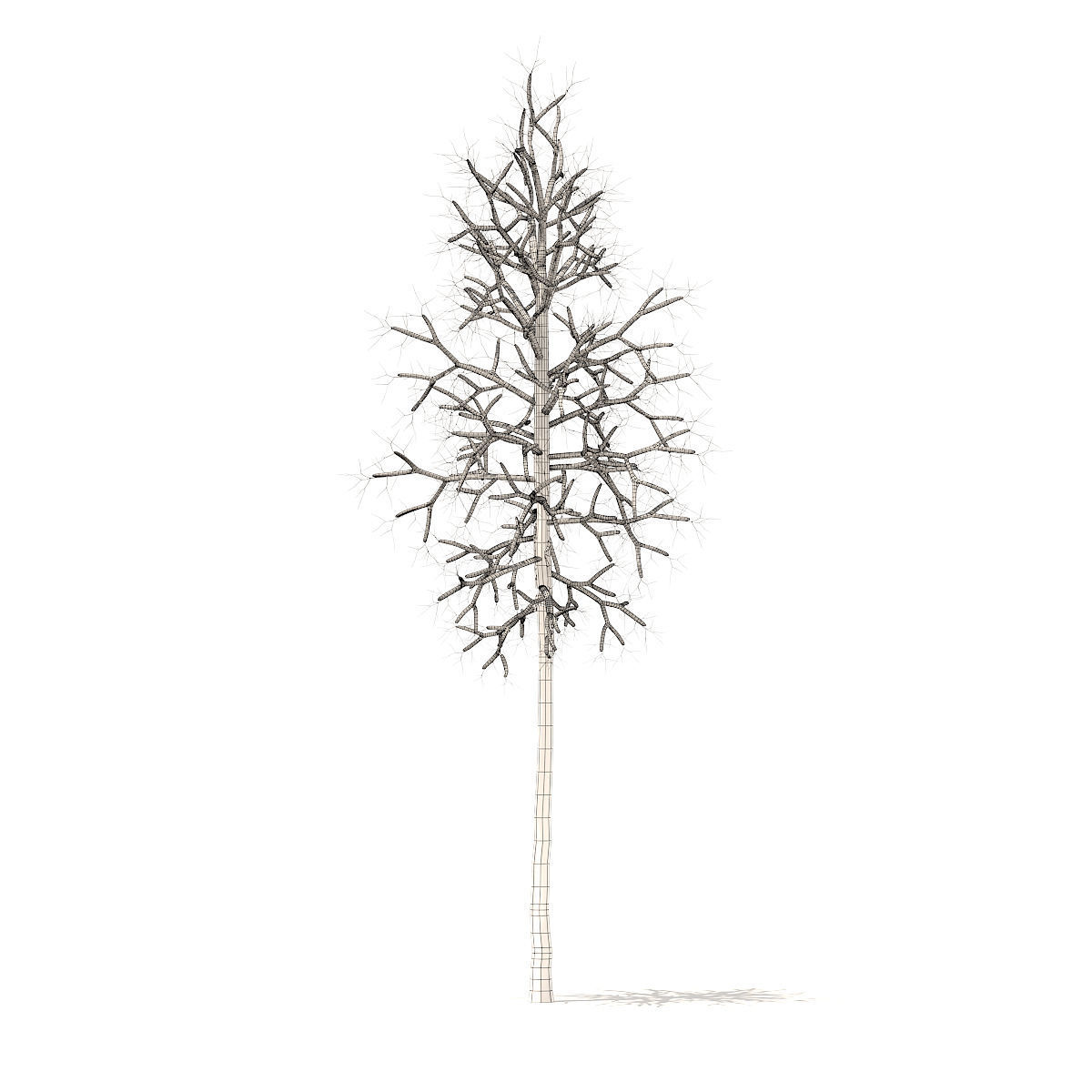 American Sweetgum with Snow 2point3m 3D model_4