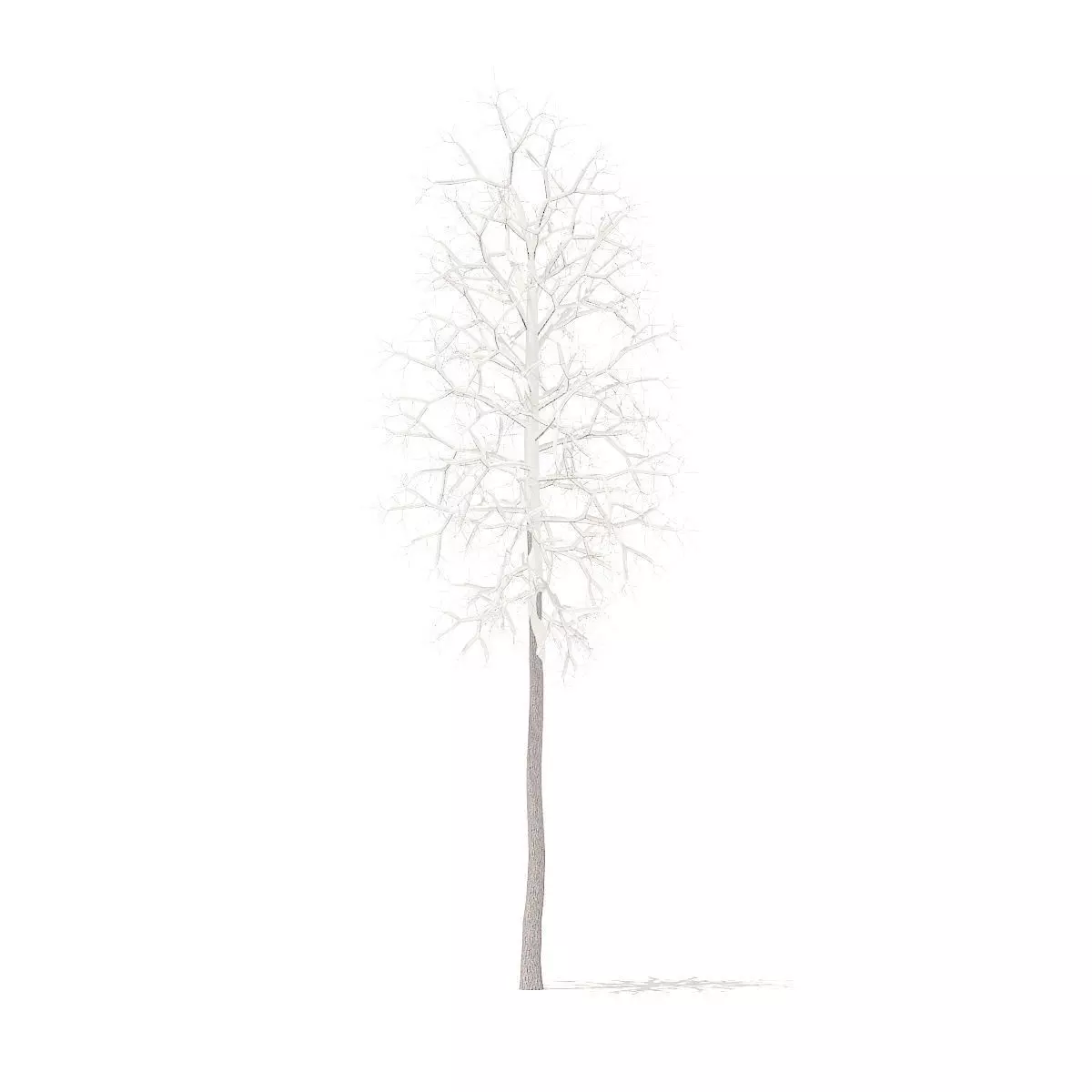 American Sweetgum with Snow 2point3m 3D model_0