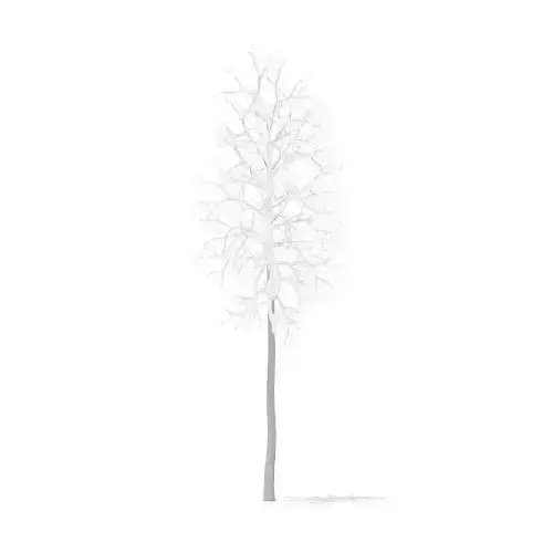 American Sweetgum with Snow 2point3m