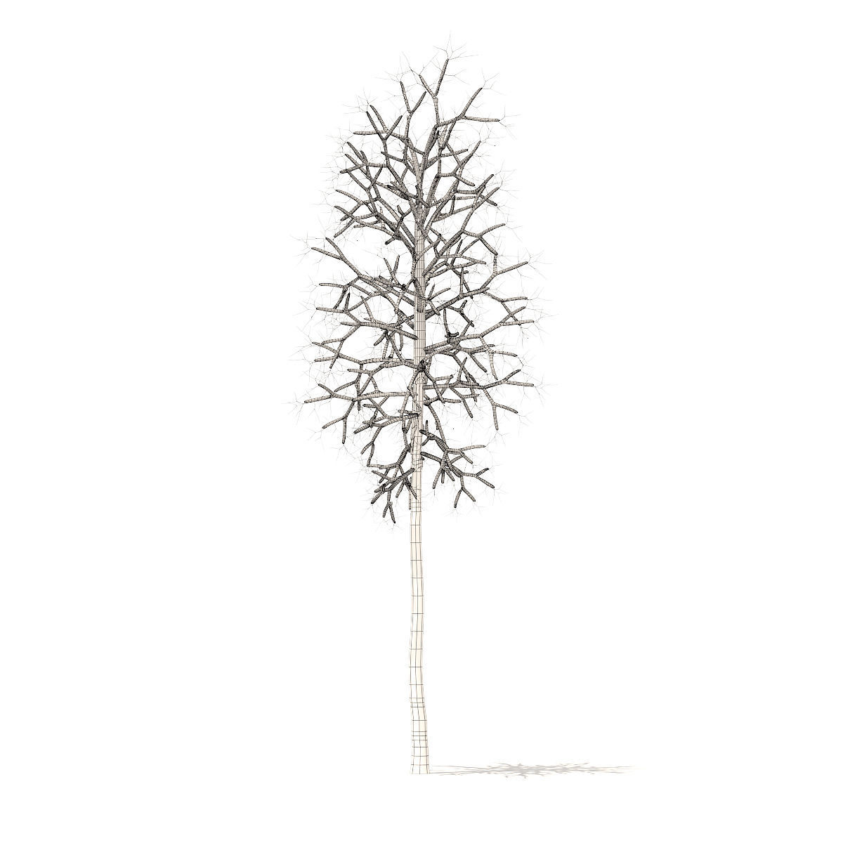 American Sweetgum with Snow 2point3m 3D model_5