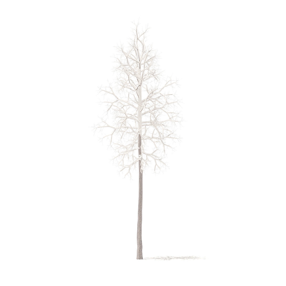 American Sweetgum with Snow 2point3m 3D model_1