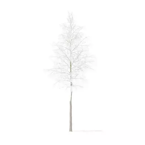 Quaking Aspen with Snow 9point7m