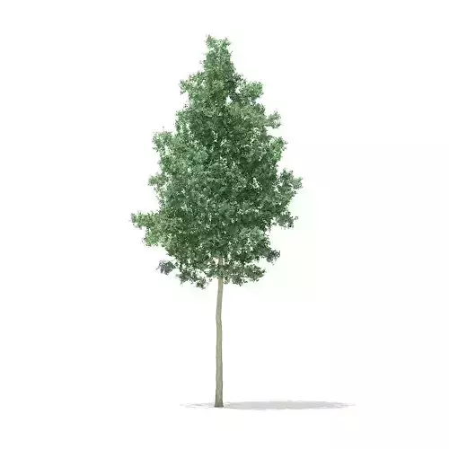 Quaking Aspen 9point7m