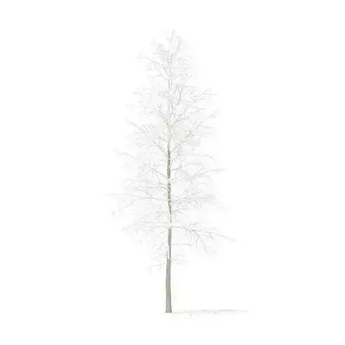 Quaking Aspen with Snow 7m
