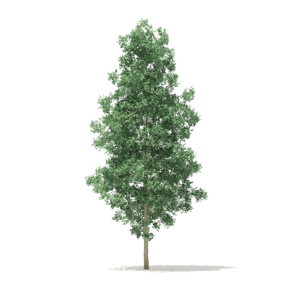 Quaking Aspen 7m 3D model_1
