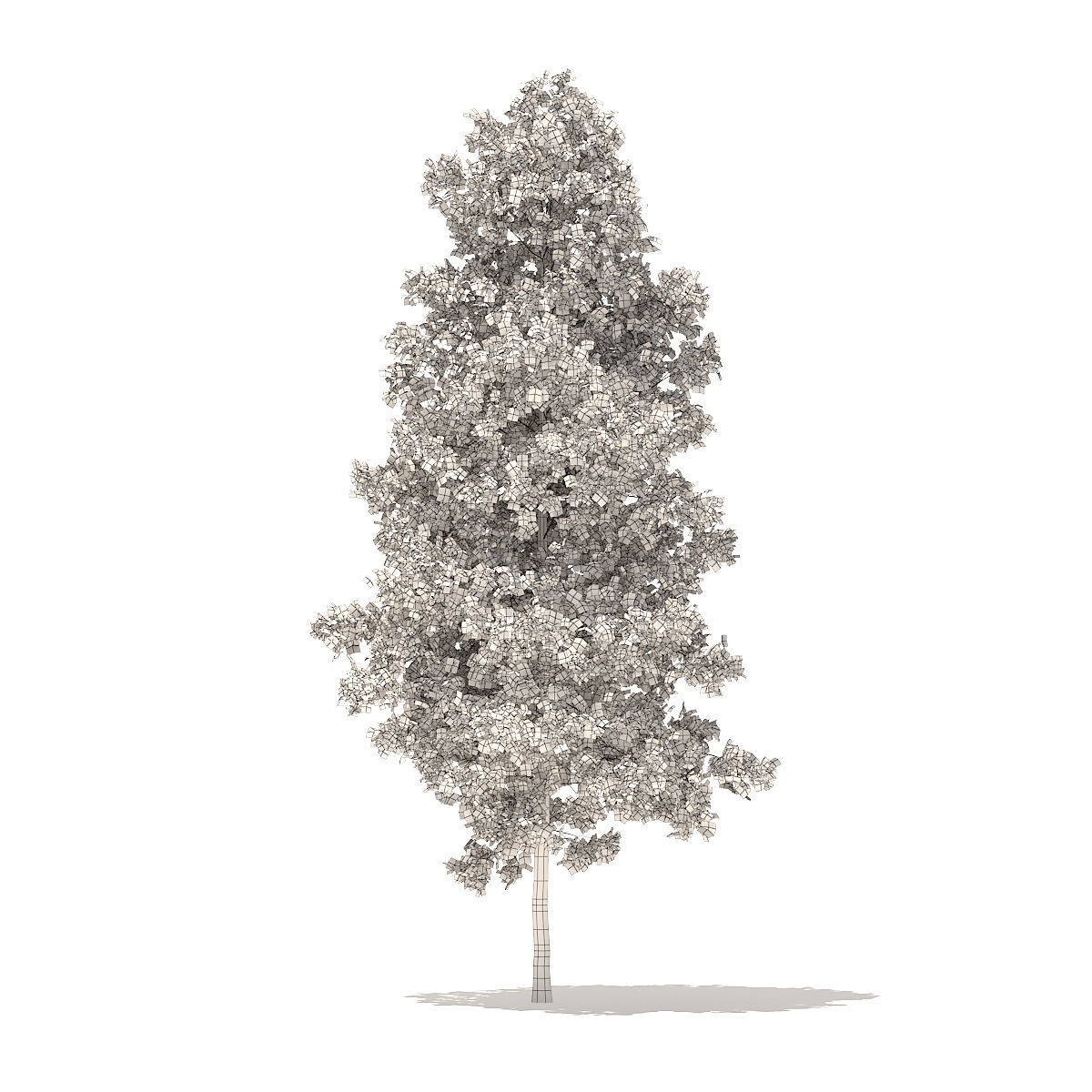 Quaking Aspen 7m 3D model_3