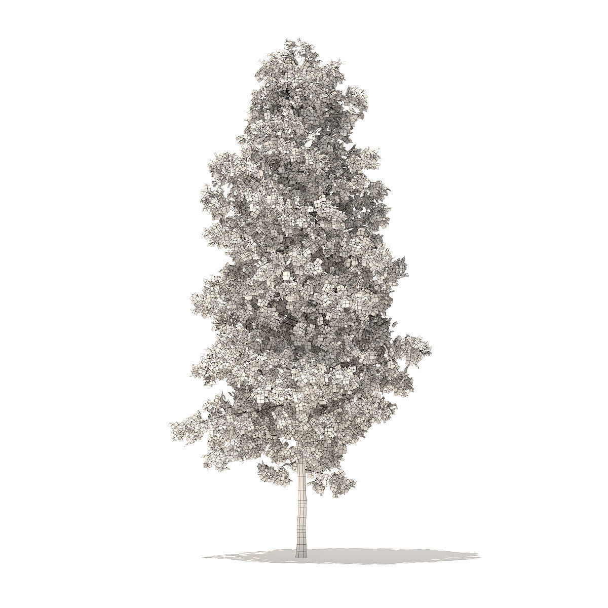 Quaking Aspen 7m 3D model_5