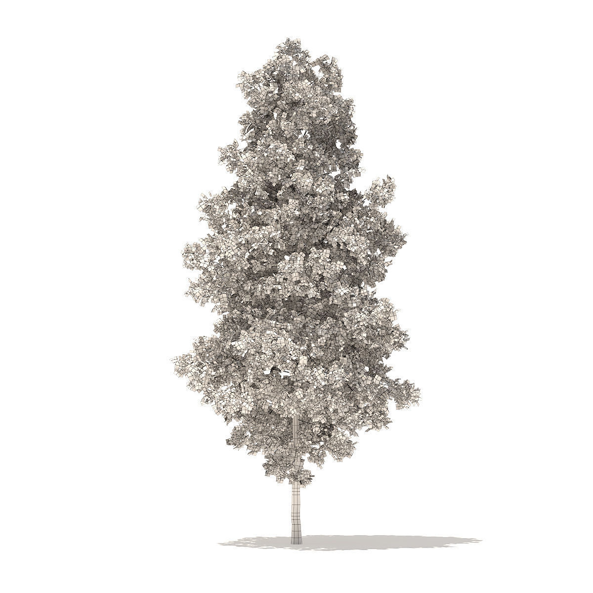 Quaking Aspen 7m 3D model_4