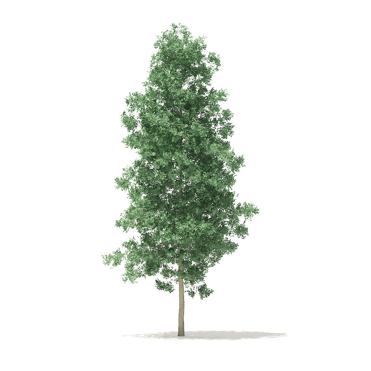 Quaking Aspen 7m 3D model_2