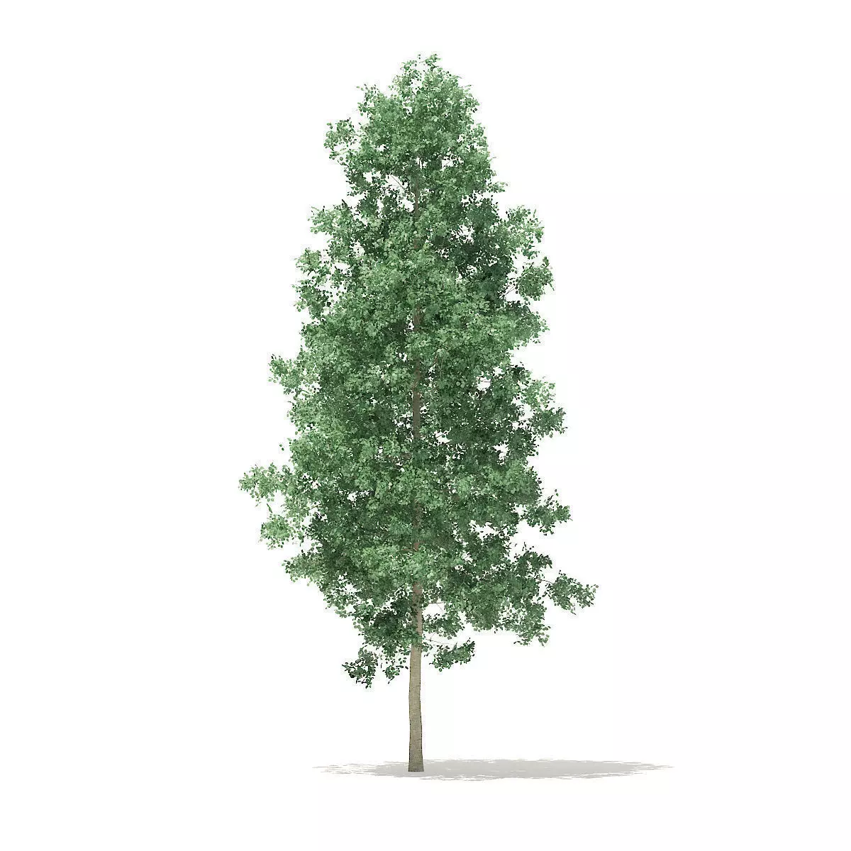 Quaking Aspen 7m 3D model_0
